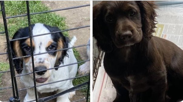 rosieDoc2's tweet photo. #SpanielHour 
JUDE brown female #Puppy 
KAI white/black/brown #Spanielpup 
BOTH #STOLEN Sunday from their home / family are out searching as it’s believed they have been dumped 
BUT NOT 100% SURE - its heartbreaking 💔 
WE NEED YOUR 👀 EVERYWHERE 
WE NEED RTS &amp; SHARES EVERYWHERE https://t.co/IRy6WzXODz
