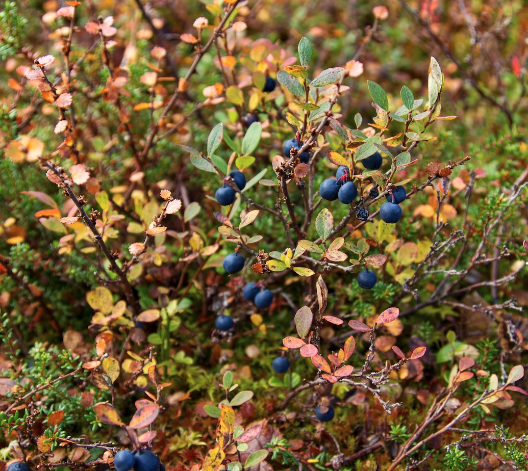 PA Market Alert: Blueberries 6.22.2022 - mailchi.mp/produceallianc…