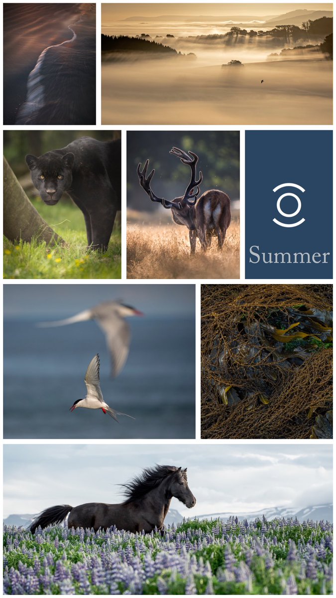 Parhelion is featuring “Summer” as its #parhelionwednesdays theme over on Instagram. PARHELION|LAND|SEA|WILDLIFE #summer #SummerSolstice2022