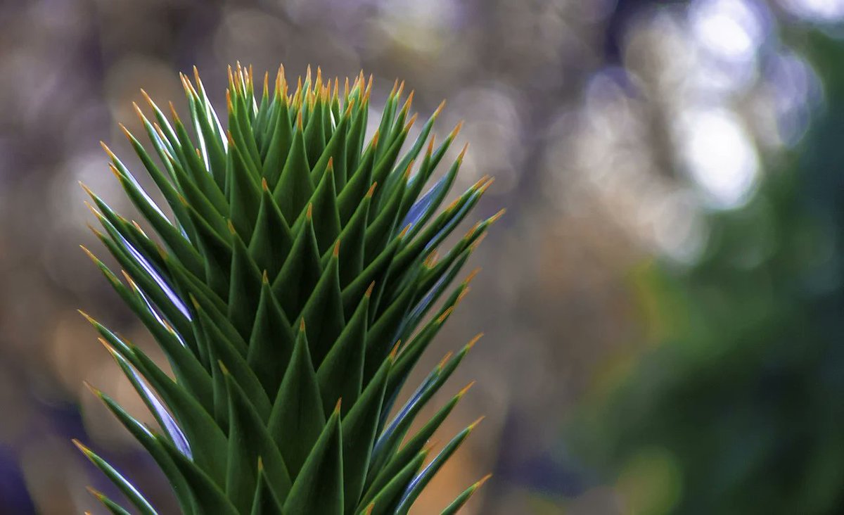 NHPRS's tweet photo. Furofuran lignanes isolated from Araucaria araucana trees show important biological activities for the treatment of infectious diseases, #inflammatory and metabolic pathologies.
Check out José Becerra’s publication below: https://t.co/W9WcHyaolD
#NHPRS #naturalhealthproduct https://t.co/2TjRYLgVcI