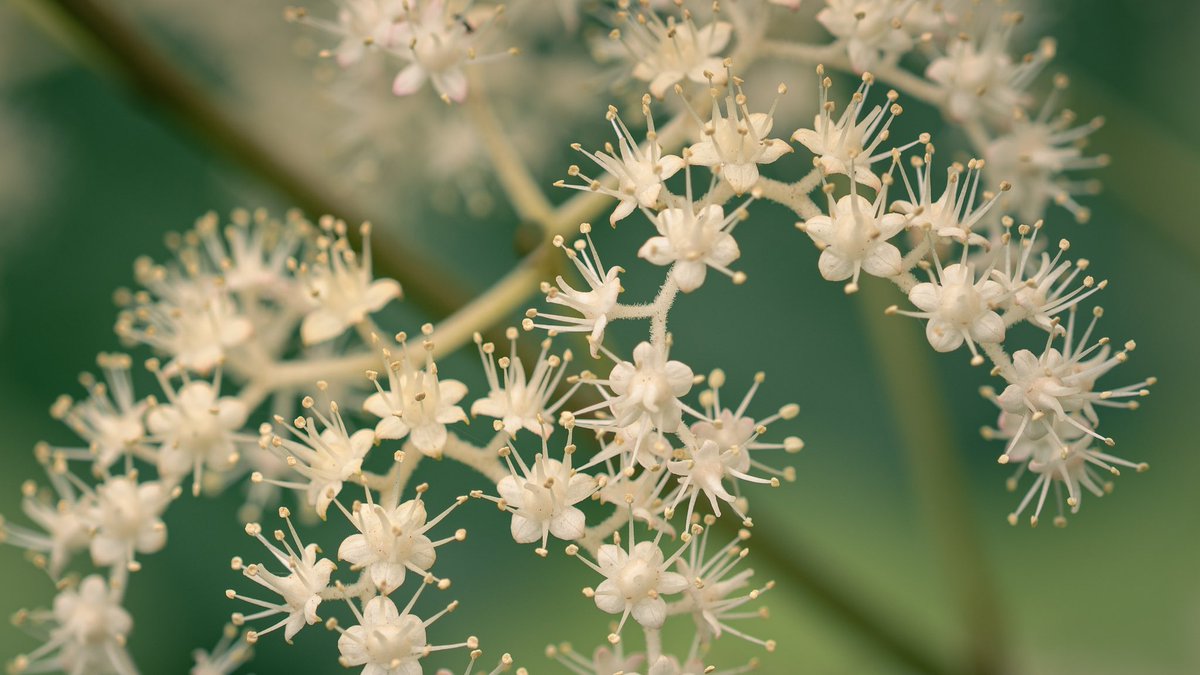 tppictures3's tweet photo. A little flower photography to get the natural world in view. The first two demonstrate a softer and natural edit. The second two a more vivid edit, using a light source to add texture and depth. #flowerphotography #flowers #NatureIsCalling https://t.co/vpddatGqeE
