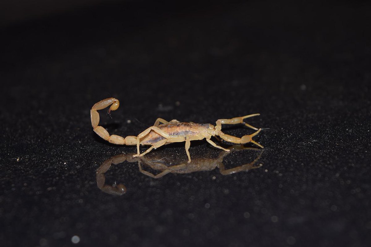 ScorpionTechAZ's tweet photo. And are there actually ways to prevent #scorpions on your property? Absolutely. Get the scorpion #prevention tips you need here:  https://t.co/MU1rVrp0yh   #pestcontrol @ScorpionTechAZ #MesaAZ #GilbertAZ https://t.co/n1yKKuQQYT