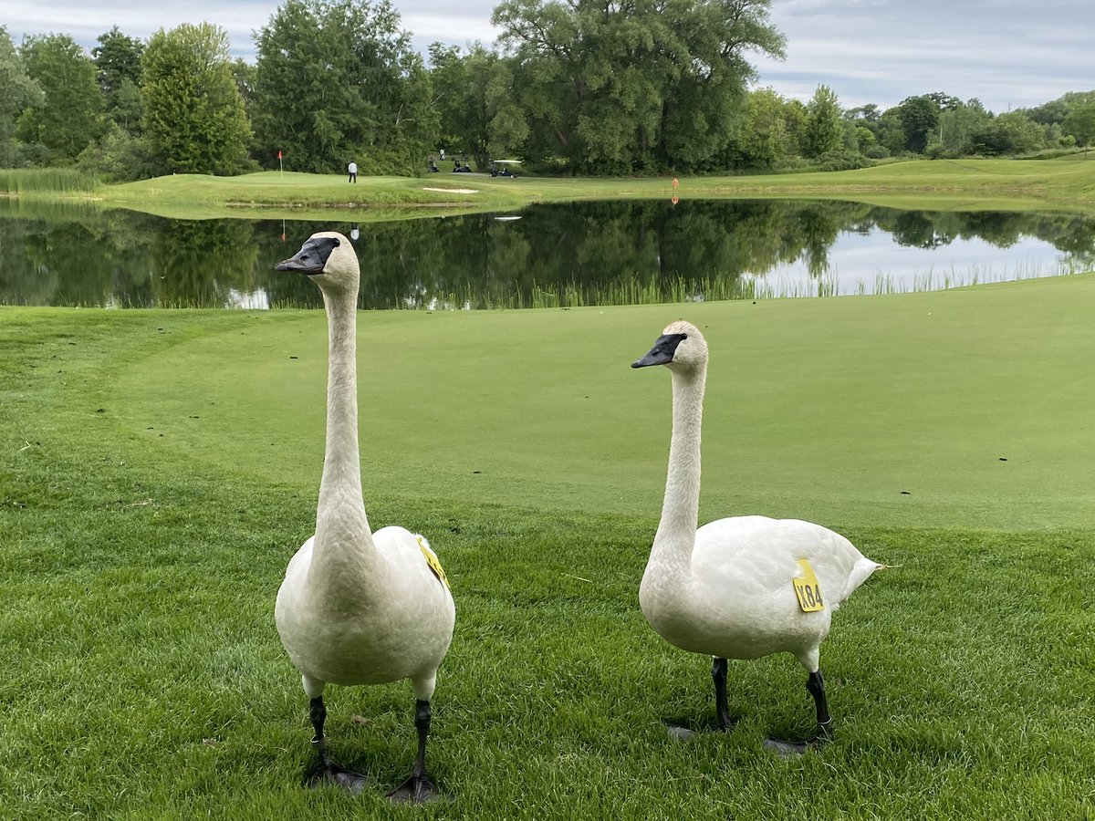 granitegcgreens's tweet photo. A little bit of everything. Wildlife, scenery, and some measuring! #GGC2022 https://t.co/NP2NaP7Vgd