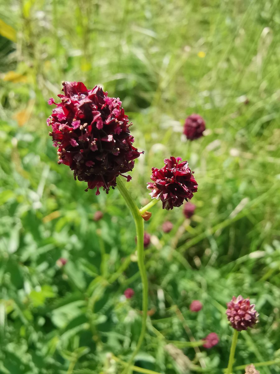 Daxa_PJA's tweet photo. Wildflowers on my walk yesterday at #EverardsMeadows #GrandUnionCanal #RiverSoar... 💞 https://t.co/ldNww1k6n2