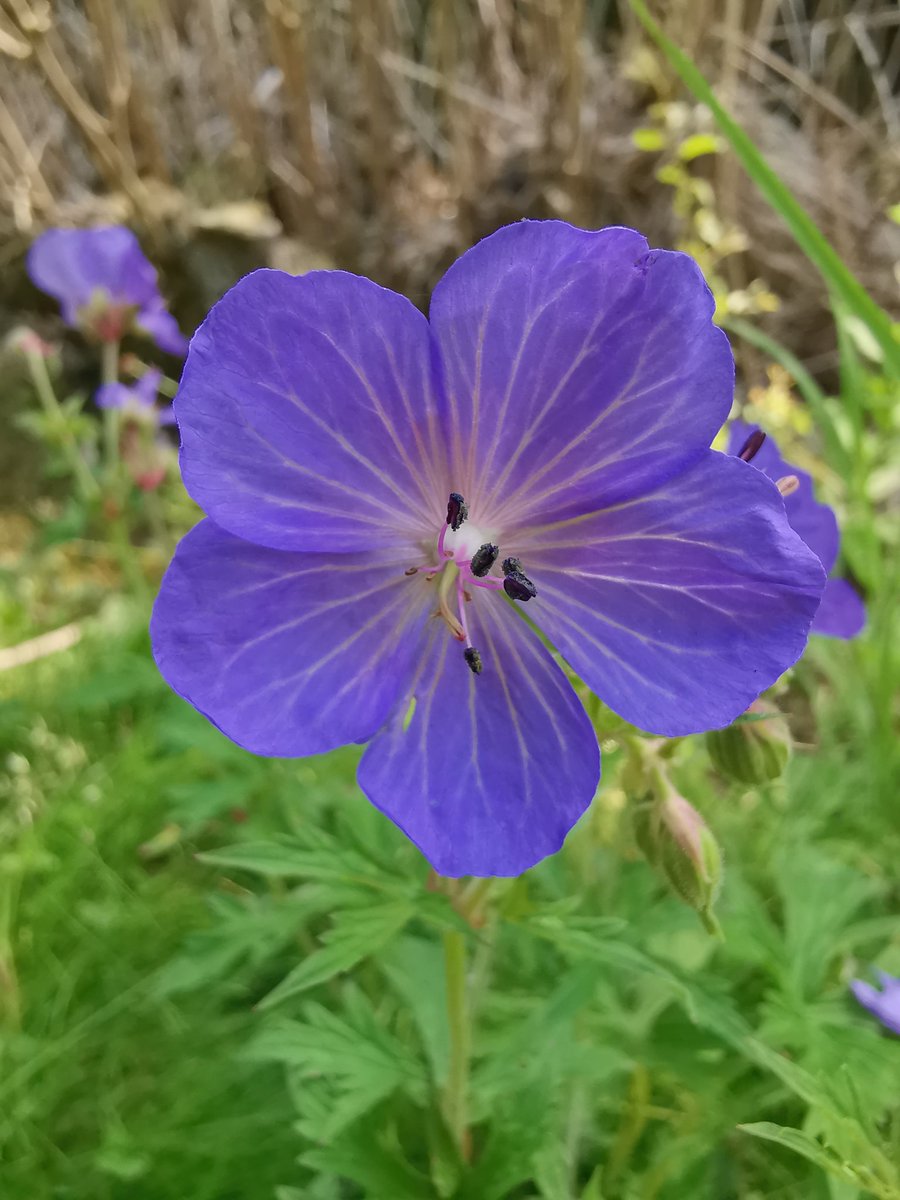 Daxa_PJA's tweet photo. Wildflowers on my walk yesterday at #EverardsMeadows #GrandUnionCanal #RiverSoar... 💞 https://t.co/ldNww1k6n2