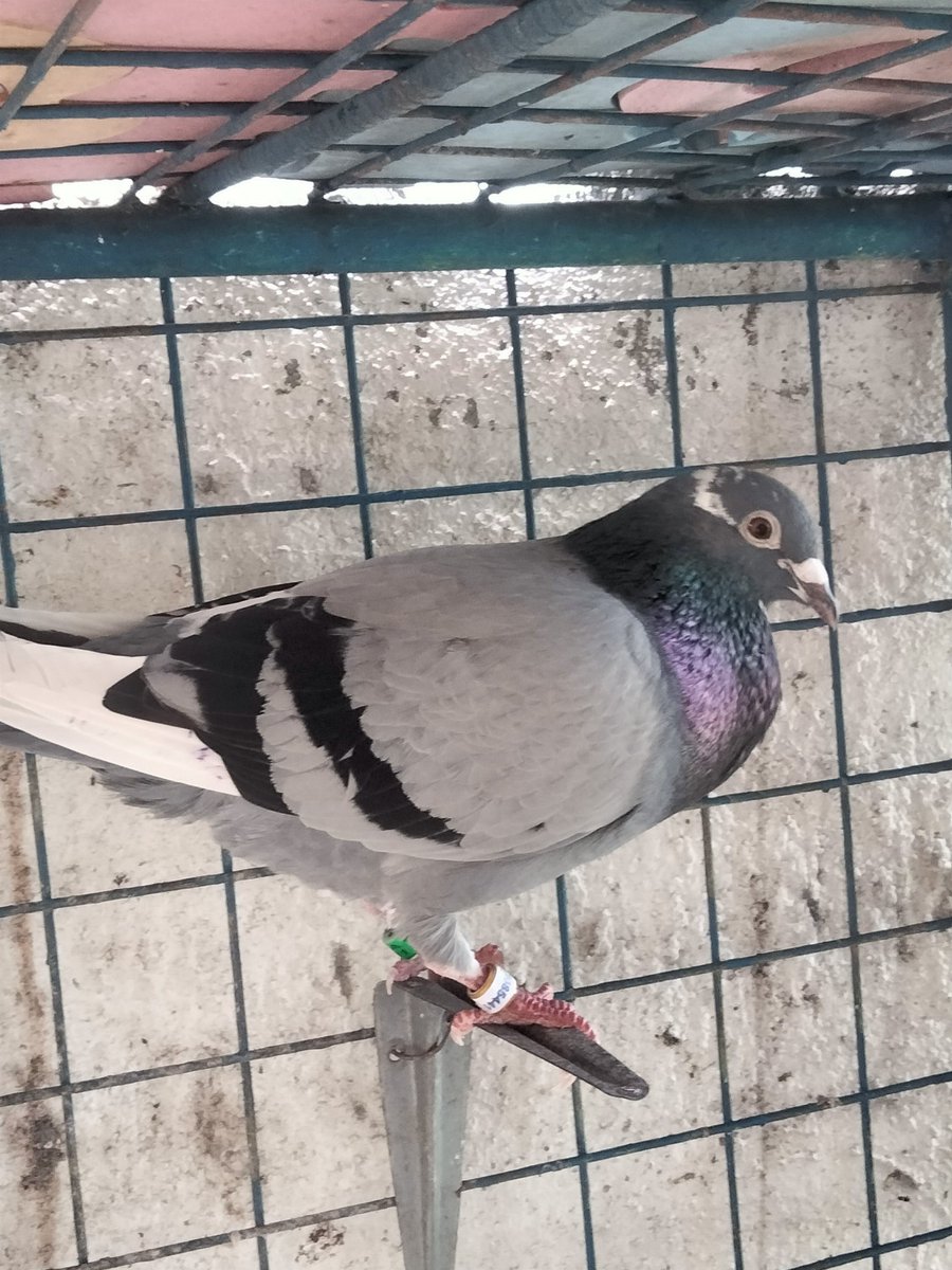 AgriSlu's tweet photo. 🏠Re-home🔥
👌Quality 🚀Racing Pigeon

👉Cock https://t.co/MW9e7Fpevw