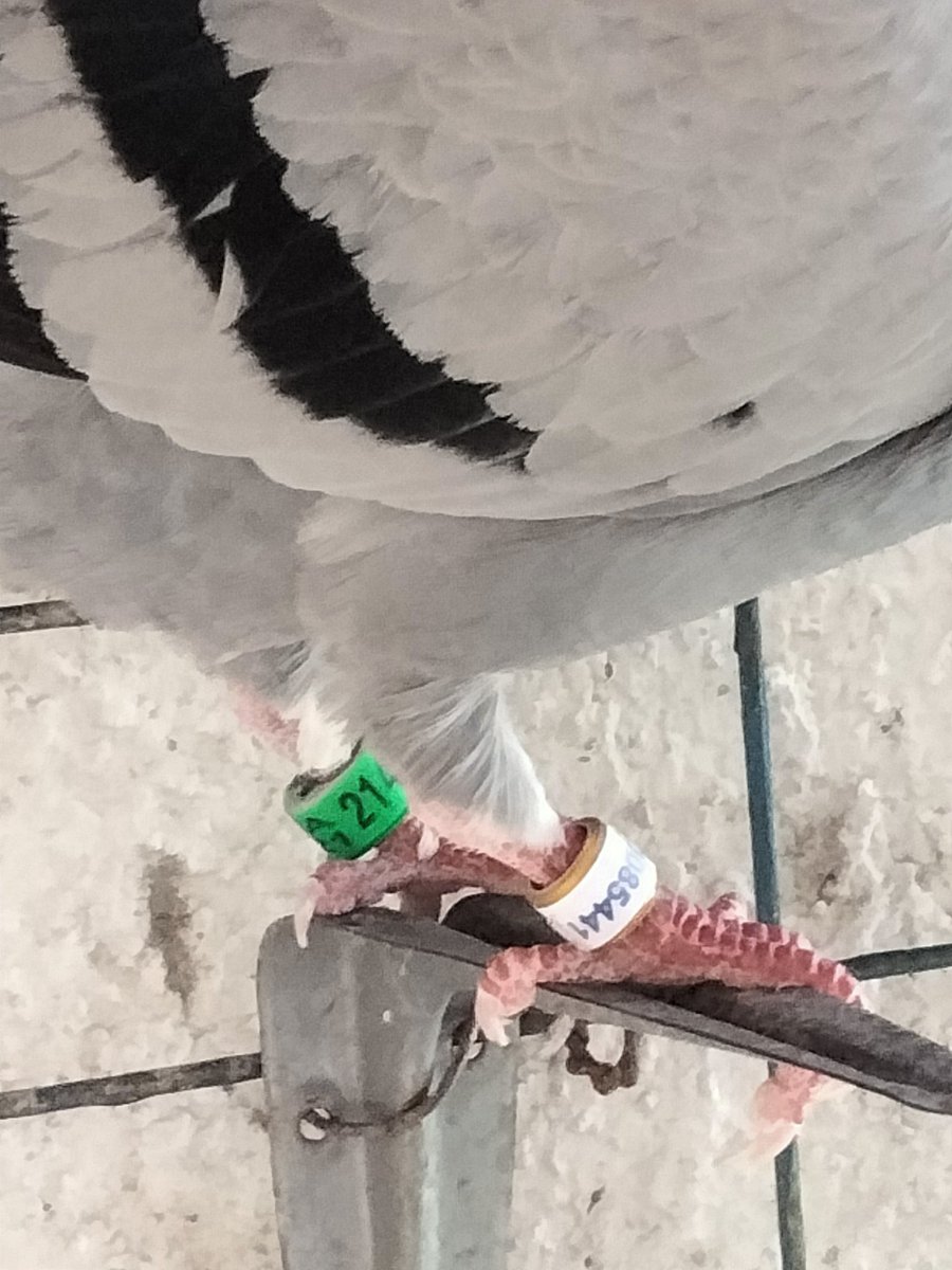 AgriSlu's tweet photo. 🏠Re-home🔥
👌Quality 🚀Racing Pigeon

👉Cock https://t.co/MW9e7Fpevw