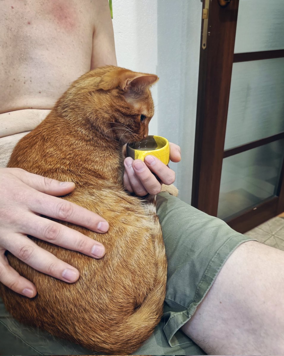 LittleCute_Evil's tweet photo. Учим кота пить за столом и из чашки ☕ https://t.co/hgeWnODHiA