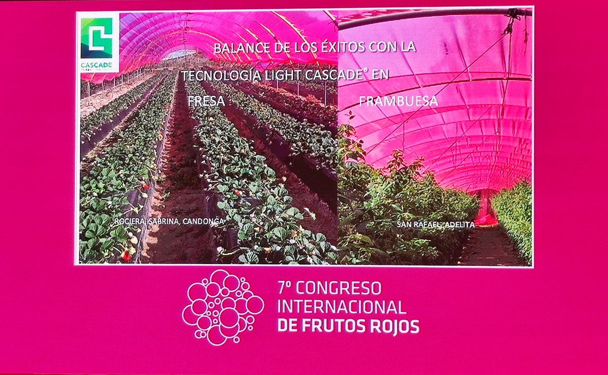 tecno_horticola's tweet photo. La empresa @Light_cascade presentó su innovadora tecnología #Liteplus ➡️  aditivos para #plásticos de uso agrícola en #hortalizas 🍅🫑🍆 y #frutosrojos 🍓🫐

Ensayos realizados en @adesva demostraron:

⬆️Rendimiento📈
⬆️Precocidad🗓️
⬆️Rentabilidad💰
Ahorro de agua y nutrientes💦 https://t.co/hyZAHPFH8w