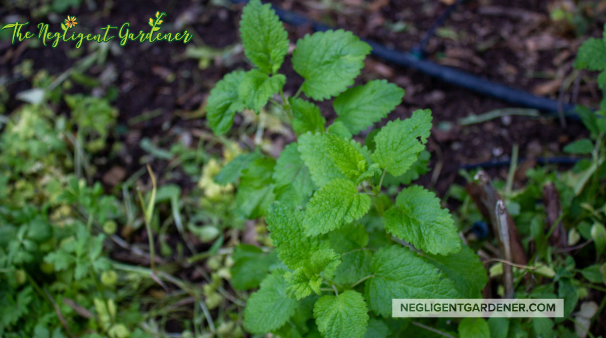 The lemon balm is doing well this year. My mantra this year is more herbs! Must grow herbs!

#herbs #GardeningTwitter