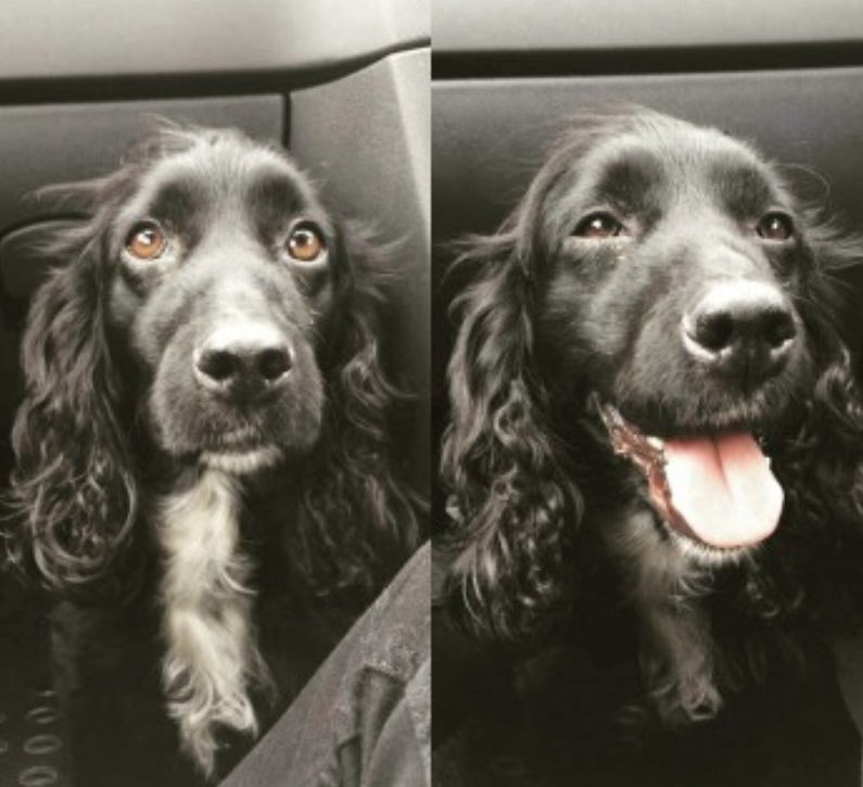 rosieDoc2's tweet photo. #SpanielHour
PEGGIE went missing on her usual walk Speerstown Road, #Moorfields #CoAntrim #BT43 1/5/22
Female ELDERLY black/white chest #cocker
A SOUTHERN CAR PASSED/was in area at time - VERY unusual for this area
https://t.co/GEYLFkUizY
PEGGIE needs to be safe 💔 https://t.co/rGYRtupHBo