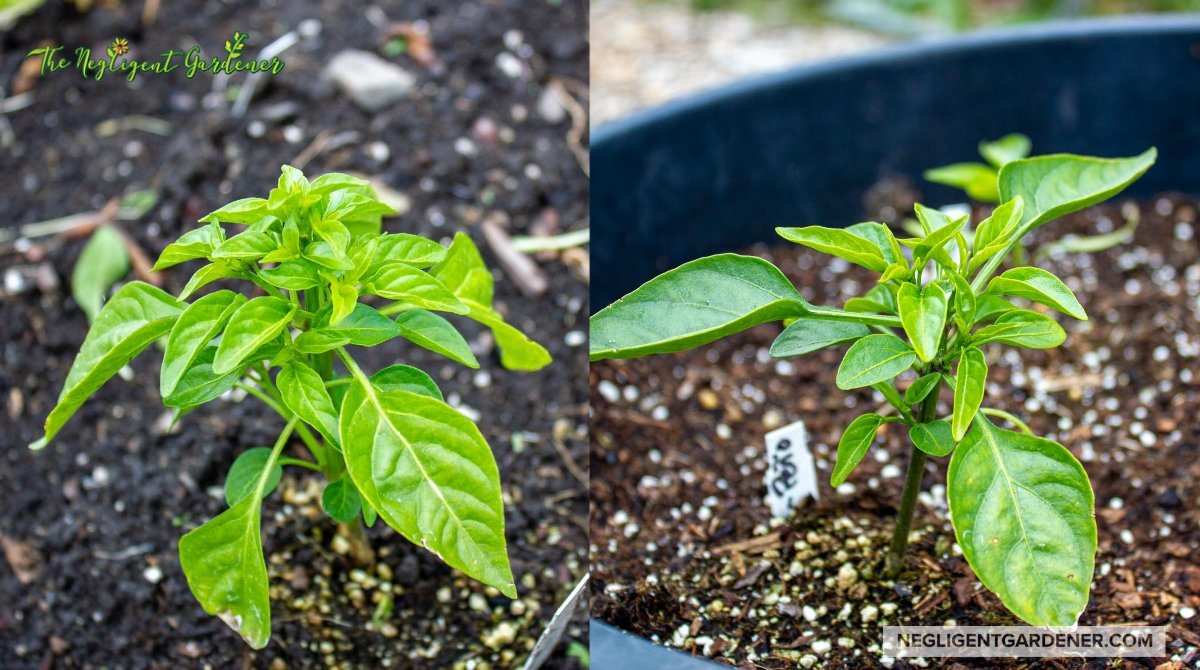 Peppers are still small since I sowed them later than usual. Look forward to seeing them grow faster with the warm weather we are finally getting. 
#GardeningTwitter #BackYards
