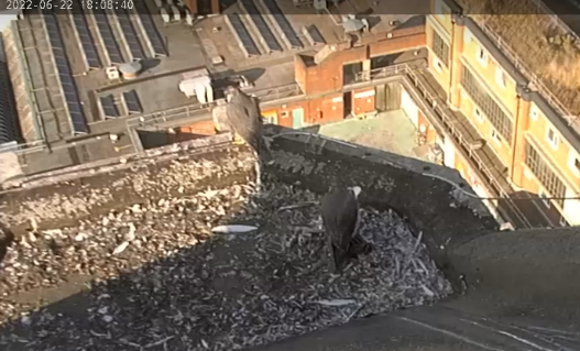 gordonjwallace's tweet photo. Both youngsters together earlier. @wokingperegrine https://t.co/PX6oxsgAur