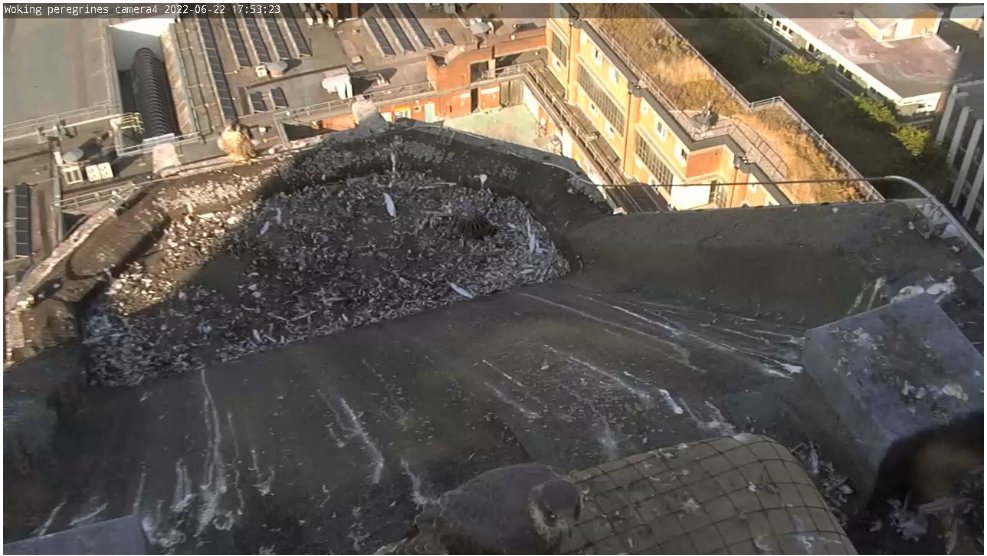 gordonjwallace's tweet photo. Both youngsters together earlier. @wokingperegrine https://t.co/PX6oxsgAur