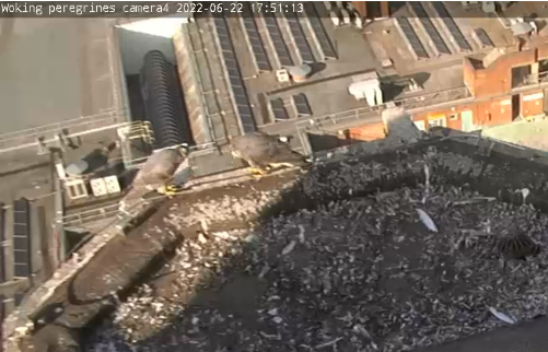 gordonjwallace's tweet photo. Both youngsters together earlier. @wokingperegrine https://t.co/PX6oxsgAur