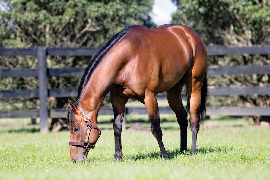 WestburyStud's tweet photo. A nice first four @PukekohePark yesterday with #Telperion filly #ElectricTime - trained by @Greeno_Racing - winning with the next three being by #Tarzino, #ReliableMan, & #Redwood ... well done boys! https://t.co/NpTTpKATuE