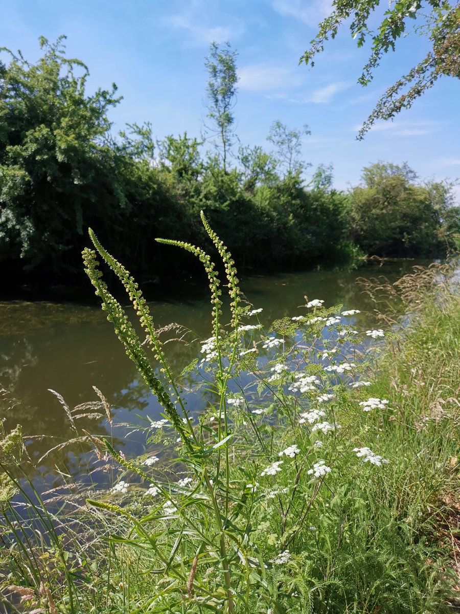 Daxa_PJA's tweet photo. A lovely little walk by the #GrandUnionCanal #RiverSoar #EverardsMeadows yesterday... 💞 https://t.co/Ozkgu7QuOP