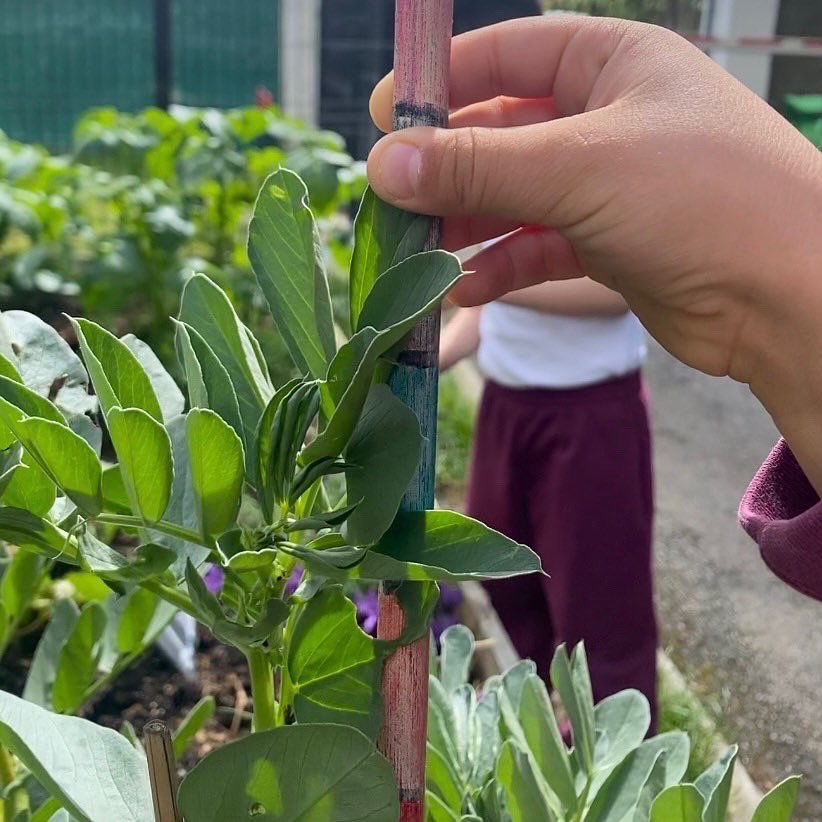 infanteducation's tweet photo. 🫘 🌱 swipe 👉🏻
Learning doesn’t always happen in one lesson and developing conceptual cycles of inquiry do not always come together in the space of a week or even a month. https://t.co/MlKhfeL7KD