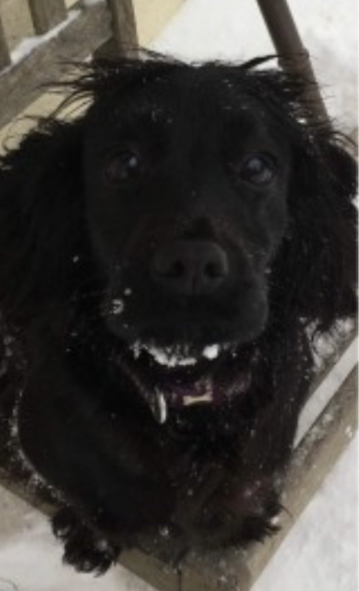 rosieDoc2's tweet photo. #SpanielHour 

JAZZ STILL MISSING 
#Stolen 27/4/22 
Taken from garden #Kinnerton #Prestiegne #LD8 🏴󠁧󠁢󠁷󠁬󠁳󠁿 

Jazz was locked in with another dog who came running to greet owners BUT JAZZ was nowhere to be seen 

Black adult #cocker female 
MUCH LOVED &amp; MISSED 😓 https://t.co/rGflIRngCO https://t.co/dQJ7UlnJoc