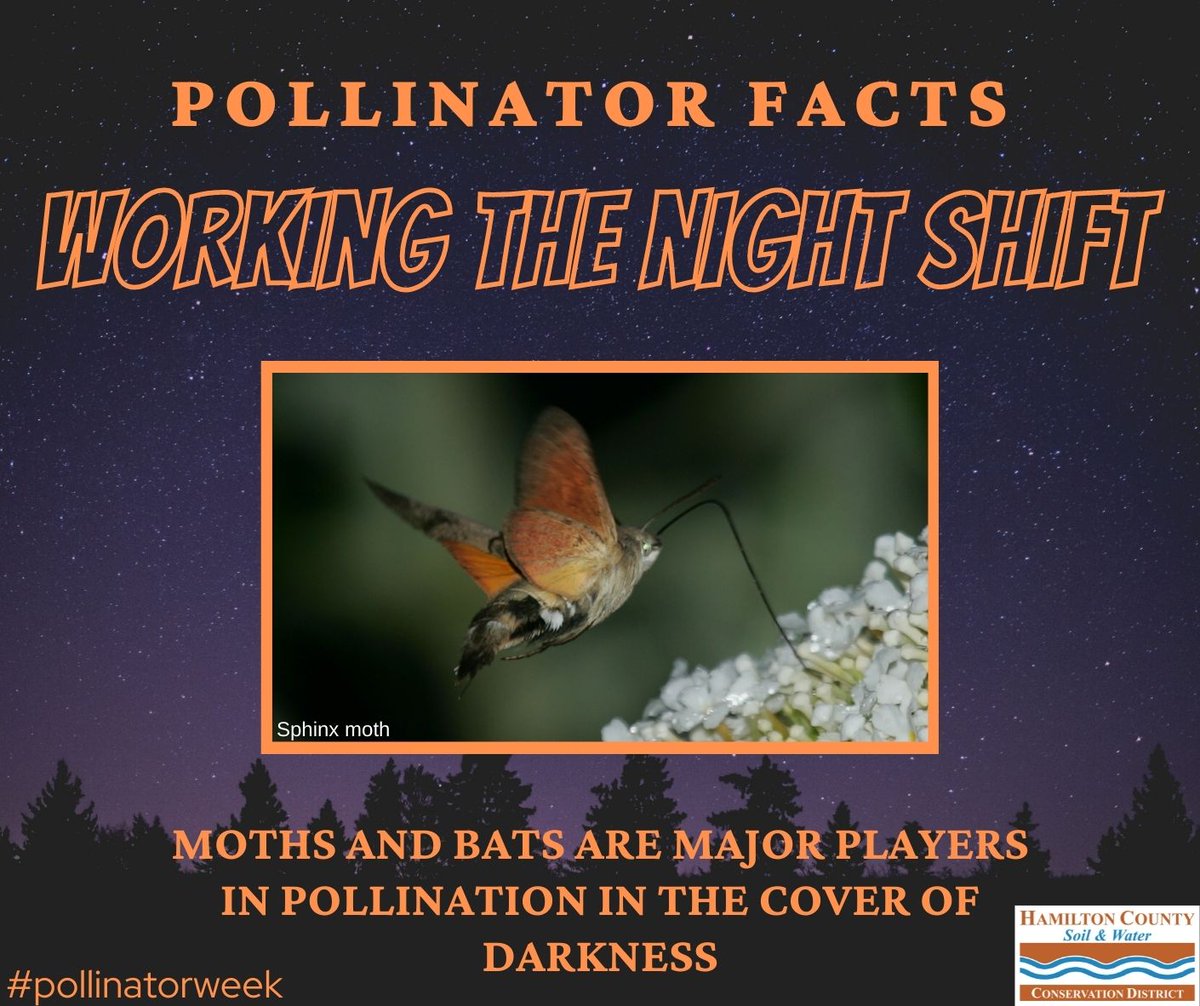 HamiltonSWCD's tweet image. Many night-blooming flowers are white or pale-colored to reflect the light of the moon to increase its visibility at night for nocturnal pollinators.  #pollinatorweek #pollinatorfacts #conservation #hamiltonswcd