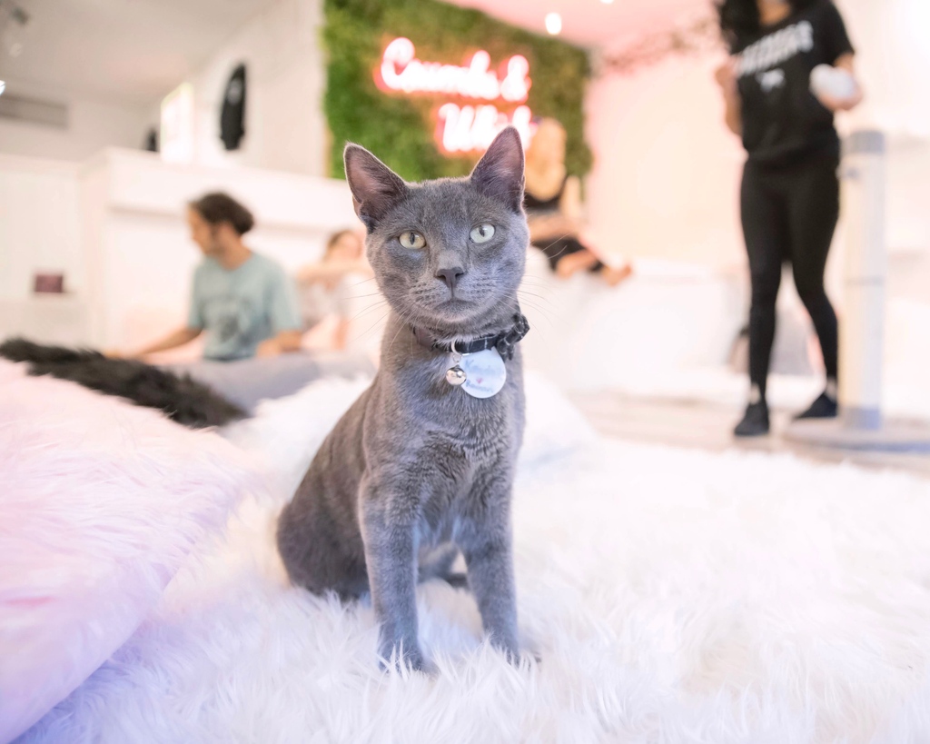 Meet Kendall, the fastest cat at Crumbs &amp; Whiskers! He loves sprinting around the cafe, getting into wrestling matches with his friend, and taking afternoon naps.

ADOPTABLE LOCATION: DC

Come watch Kendall run using the link in our bio.