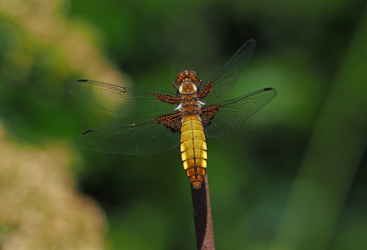 TheDellHouse's tweet photo. @WorcsWT I was pleased to see a new (to this garden) #dragonfly earlier.  Broad Bodied Chaser (Female) I think?  We're in Malvern Wells.
#wildlifephotography #wildlifegarden 
#NaturePhotography
#SustainableTourism
#Worcestershire https://t.co/ukE0aoCU7y