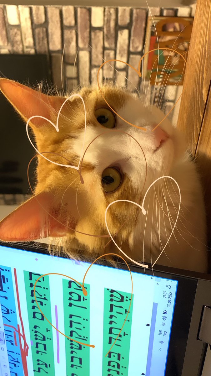 onlineibranice's tweet photo. Bir kedi ibranice öğreniyor sanki😎🤣 #ibraniceöğrenenkedi #ibraniceöğreniyorum #ibranice #חתול https://t.co/19rDFeyeKD