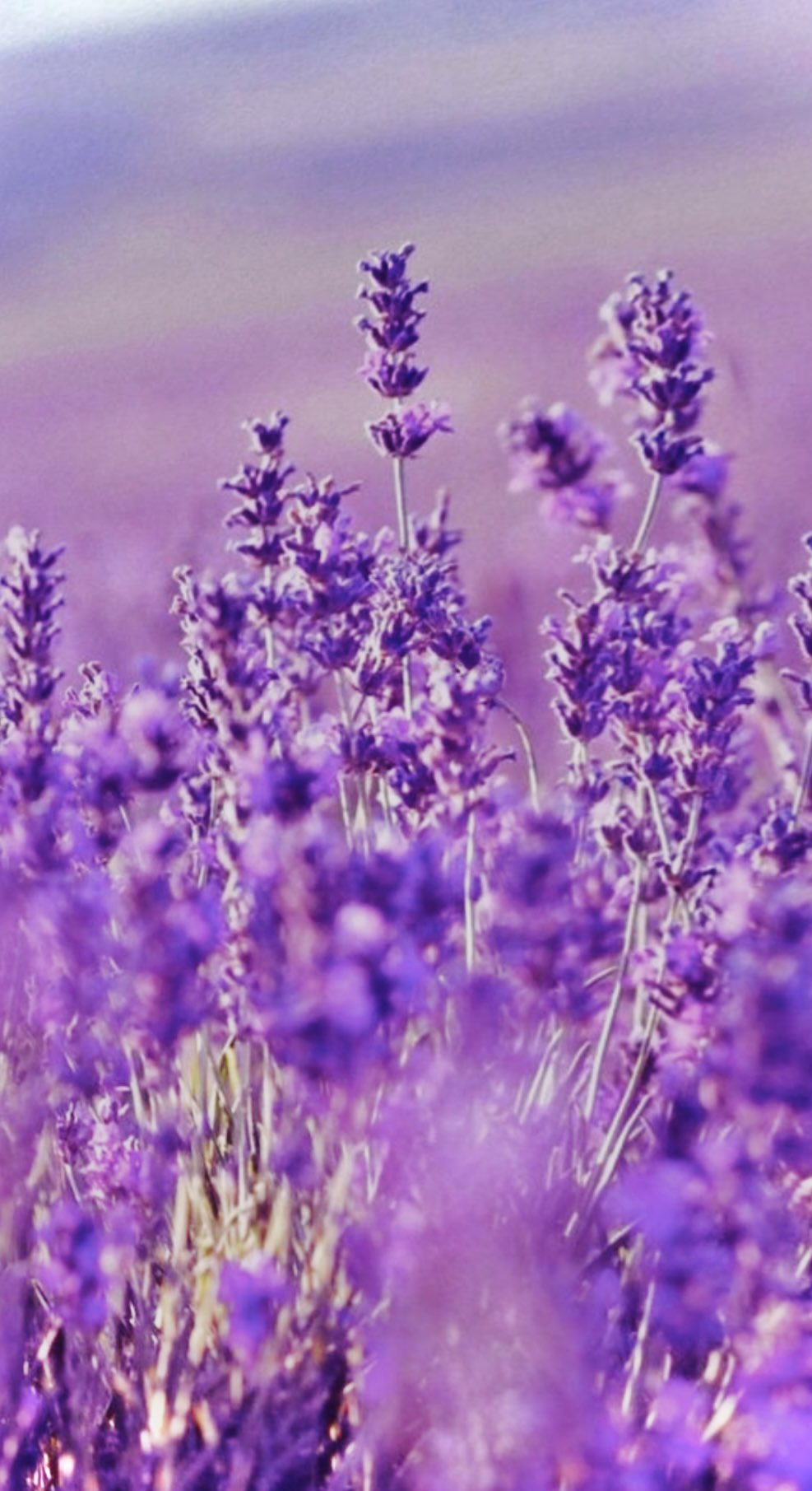 تويتر おさとう على تويتر Devotion ラベンダーの花言葉 期待 ハーブの女王に相応しいね Photograpy Lavender Aromatherapy Photo ラベンダー アロマテラピー 写真 花言葉 キリトリセカイ ファインダー越しの私の世界 写真好きな人と繋がりたい 花好き تويتر おさとう على تويتر Devotion ラベンダーの花言葉 期待 ハーブの女王に相応しいね Photograpy Lavender Aromatherapy Photo ラベンダー アロマテラピー 写真 花言葉 キリトリセカイ ファインダー越しの私の世界 写真好きな人と繋がりたい 花好き