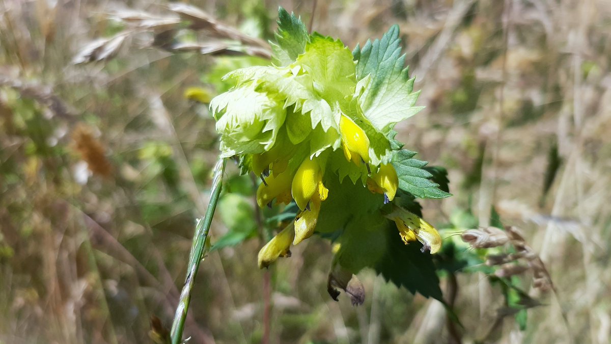 inja5248's tweet photo. kleine #ratelaar
#Sarsven_en_de_Banen #MiddenLimburgπ
@Limb_Landschap @FloraNederland @NatureTodayNL https://t.co/VMymsyOuV5