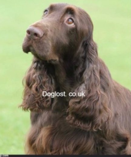 bs2510's tweet photo. NANCY #SpanielHour

Older Female Field #Spaniel Spayed  Liver Microchipped

#Missing 21 Jun 2022 #Cellan #Pentrefelin #Lampeter #Wales SA48 unfamiliar with area recently moved Had Seizure this afternoon Needs Medication
DO NOT CHASE/call/attempt to grab

https://t.co/GEZeJNBsJf https://t.co/yV2h2pyq4K