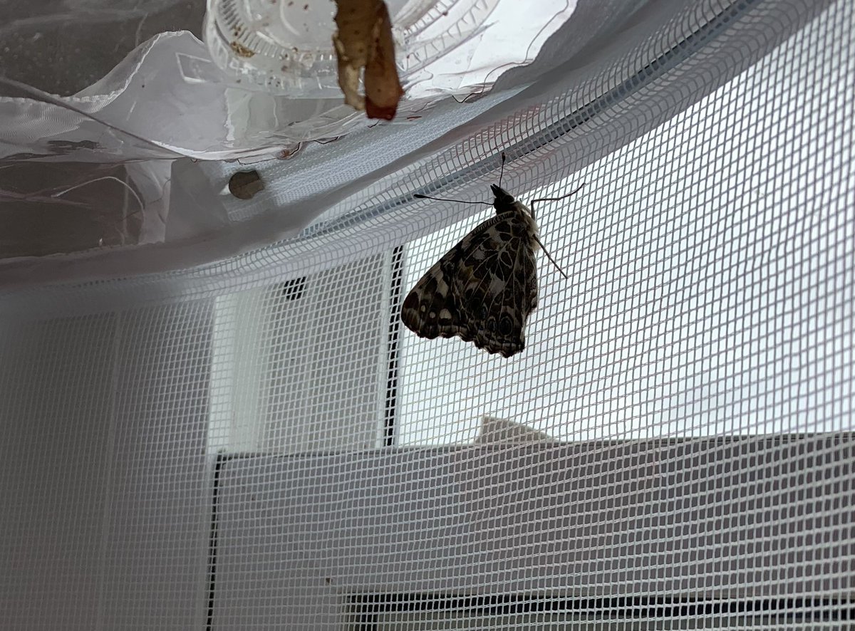 SaraBrigley's tweet photo. Update on our chrysalis, we now have three butterflies emerged from their chrysalis! Two more to go! 🦋  @NQspartans @MsShannonNQCSPP @ssrcepreprimary https://t.co/uECu8lR6T4