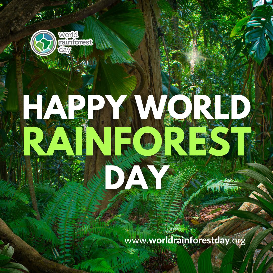 Happy World Rainforest Day!

Today we celebrate these rich ecosystems that are so critical to biodiversity, climate regulation, human health, daily life and more. Check out Films of the Forest at bit.ly/3yaGUyn