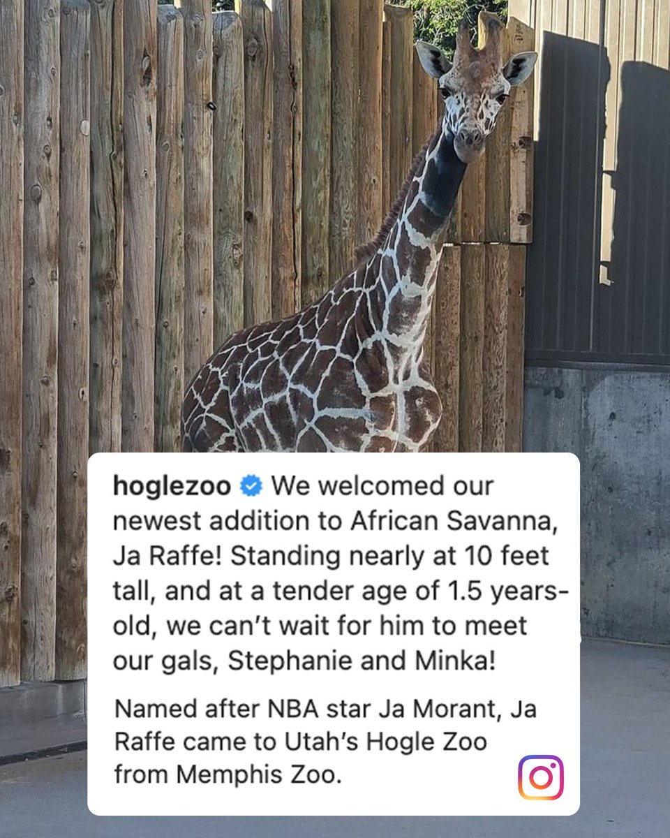 ESPNNBA's tweet photo. Breaking: Ja Raffe has officially been traded from the Memphis Zoo to Utah's Hogle Zoo ๐ฆ https://t.co/kjlOcKzMmx