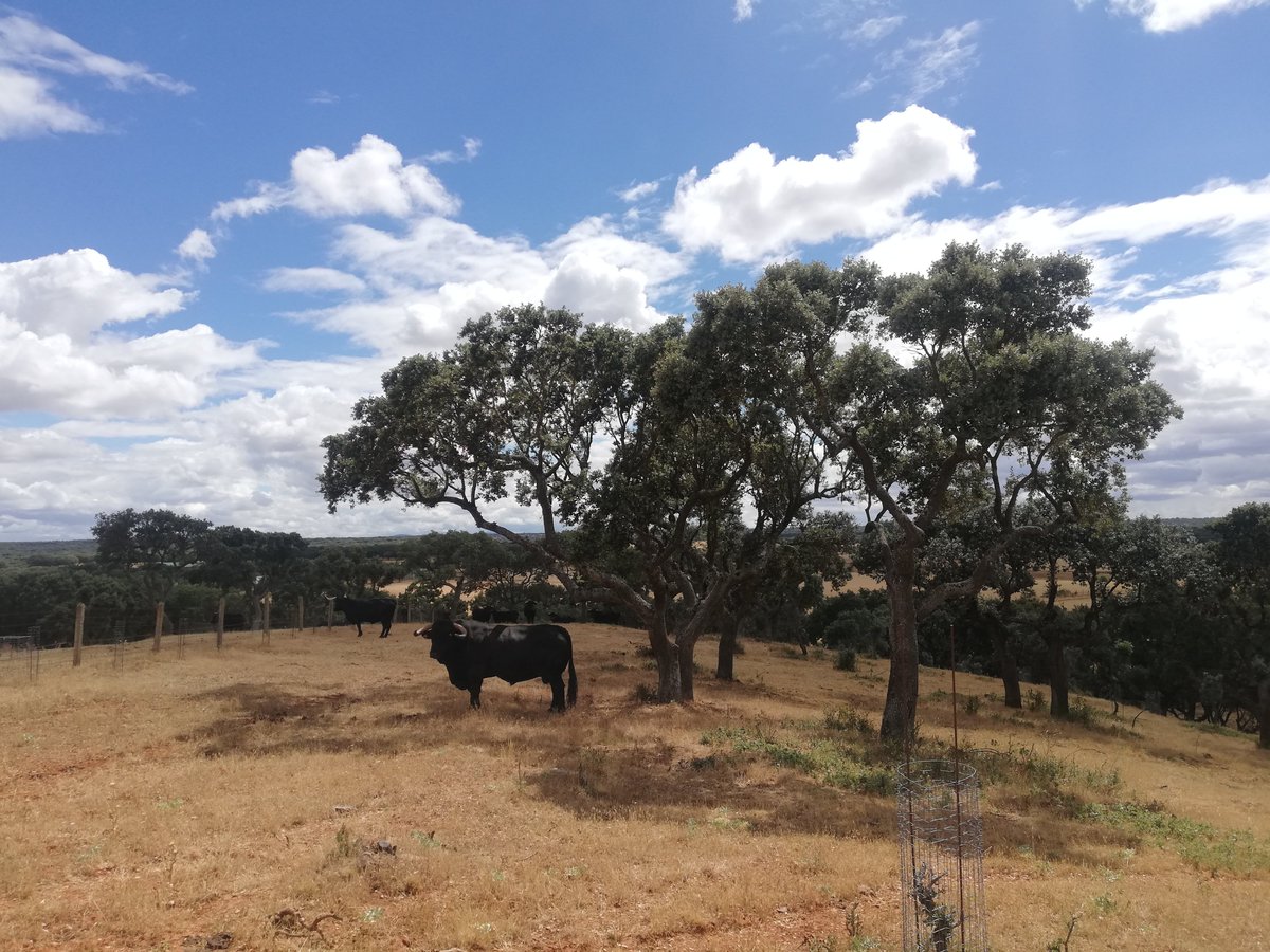 Los megaincendios cada vez son mayores e incontrolables. Urge la gestión silvopastoral activa (ganadería extensiva, rozas, quemas prescritas, podas, raleos, etc) de los montes abandonados:
lnkd.in/eURgQwxS
