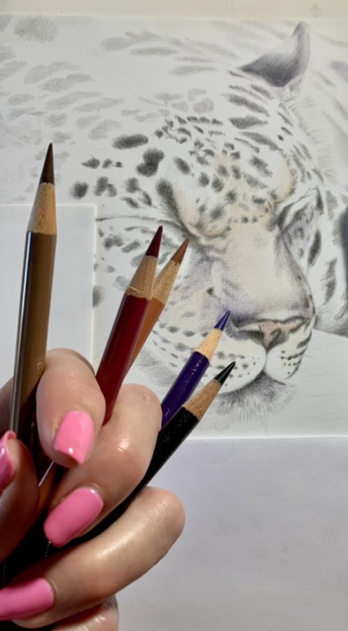 Finally have some free time to revisit this one… kinda fell outta love with it.. but it’ll get finished soon enough! 🐾 🐾 
Sleeping Leopard 
#leopard
#bigcats
#wildcats