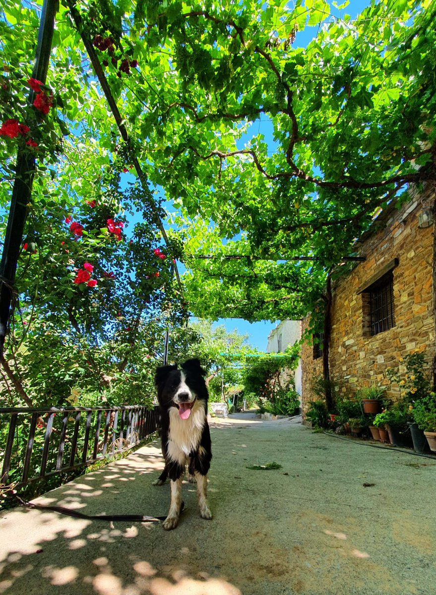 RocioUrenya's tweet photo. "Es lo que yo siempre digo, el verano a la sombra de una parra se pasa mucho mejor" https://t.co/0WTZnIdADk
