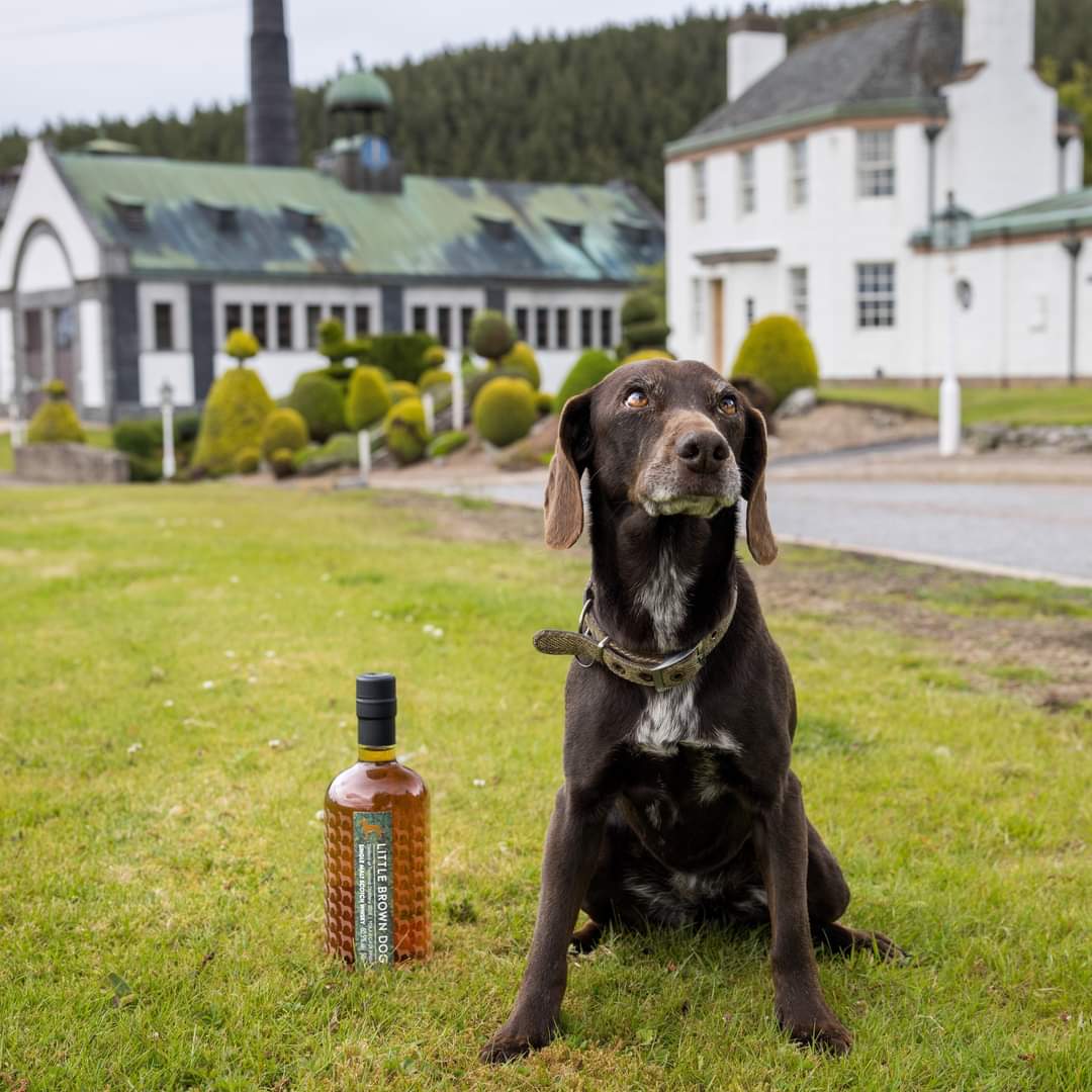 TheTormore4's tweet photo. Tormore Alert @LBDspirits @_littlebrowndog Released today Tormore Tokaji,  Photo accredited to Little Brown Dog Spirits 
Order from selected stores 😃🙏
Tormore it's where its at !! https://t.co/T689UHGuPh