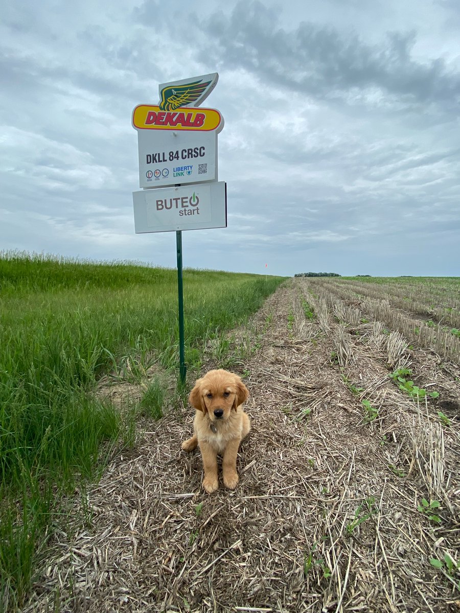 DEKALB_Canada's tweet photo. @Bayer4CropsCA Check out this pup helping scout #BUTEOstart canola 😍 https://t.co/HtOFBmIl5h