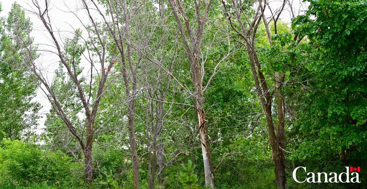 InspectionCan's tweet photo. It's Dutch elm disease (DED) Awareness Week in #Alberta, but DED threatens elm trees across Canada. ๐ณ
Inspect the trees around you and report DED to us. ๐ ๐ https://t.co/jRjDNoycj4
#StopDED #DutchElmDisease #PlantHealth #ForestHealth https://t.co/c70hlKRVIi
