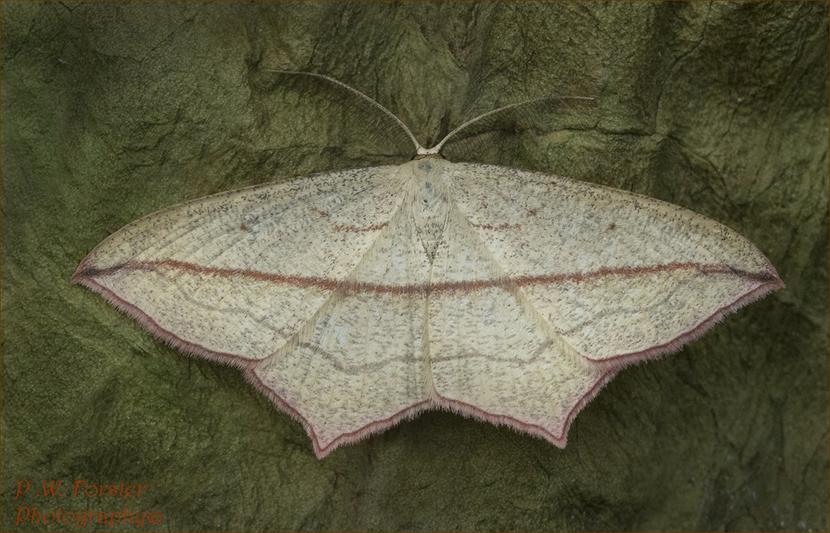 Blood vein from last Night Guis
@teesbirds1 @WhitbyNats @nybirdnews @WildlifeMag @YCNature @DurhamBirdClub @wildlife @ynuorg @savebutterflies @RoyEntSoc @northyorkmoors @BritishMoths @LepidopteraNews #moths #Macro @RSPBSaltholme @TeesvalleyLNP #nodrivalpost