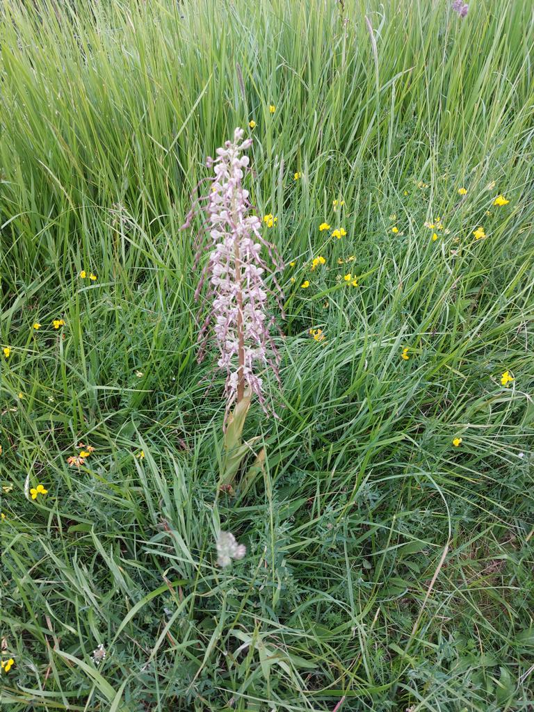 johnacoleman12's tweet photo. Rare Lizard orchid on the downs near Glyndebourne https://t.co/JOO5FLtnhs