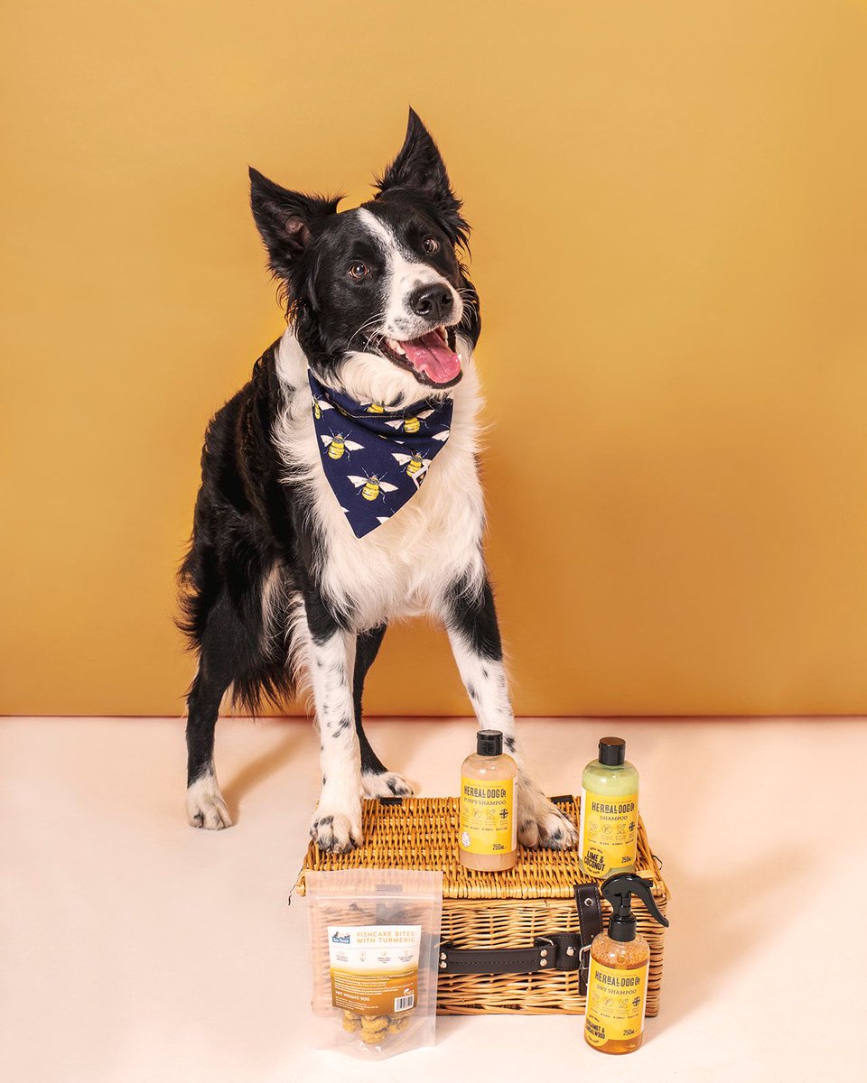 Introducing the Fortnum and Mason of the dog world 🧺 

Treat your pup to the ultimutt #gift of indulgence with a luxury #doghamper from <a href="/DogHampers/">Luxury Dog Hampers®️</a> packed with high-end natural, organic dog treats and more

dotty4paws.co.uk/businesses/lis…

#dogsoftwitter #Handmadehour