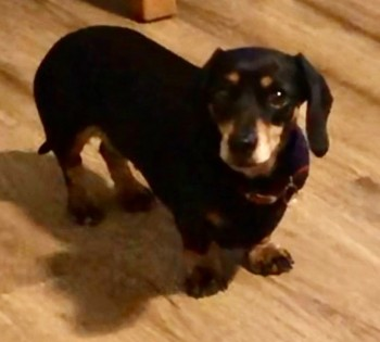 millypod1's tweet photo. ๐19 JUNE 2022 #Lost DINKY #ScanMe #SausageArmy
Black & Tan MIN Dachshund Female SPAYED
#Piercebridge #Darlington County of #Durham #DL2
SIGHTINGS PLZ โ๏ธ 07746556606
https://t.co/GTVj60LTPI https://t.co/CzOUchQYHp