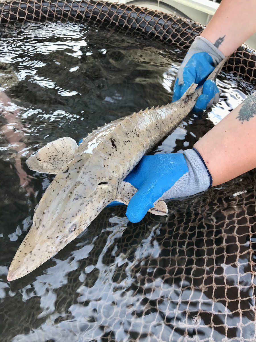 FishBio_Briggs's tweet photo. Pepper Jack has returned! After naming him last year for his heavy speckling, we recaptured him today! He grew 2.7 inches and is now 6 years old. It already looks like he’s lost some speckling.

#SturgeonSetlineDiary #LakeSturgeon #Sturgeon #GreatLakes #SciSomm #PepperJack https://t.co/Rq6RCkotKu