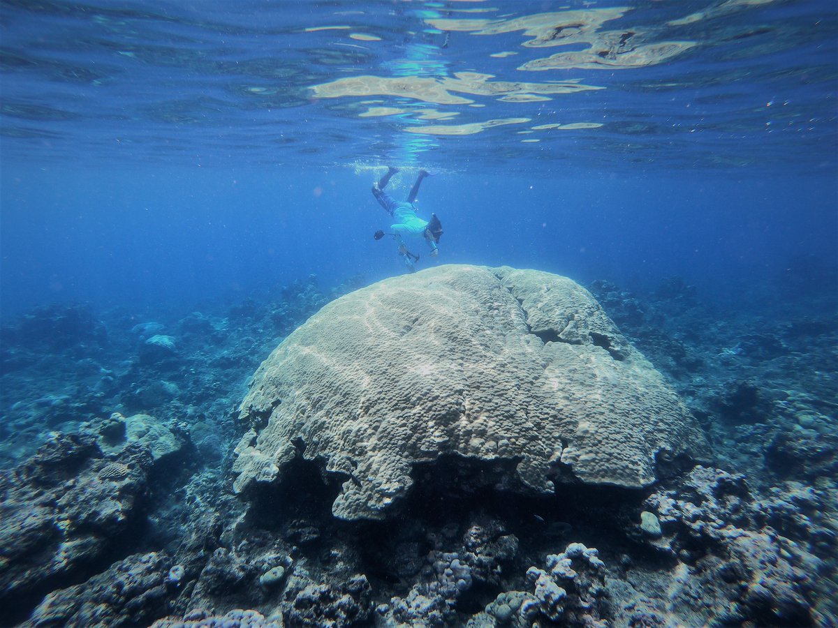 Dr. Sarah Lemer (@sarah_thesea) on Twitter photo There's another area in Maug's caldera where you can free dive among giant massive Porites corals. 🤿🌋🪸 #NorthernMarianas #fieldwork with <a href="/Island_Evo_Lab/">Island Evolution Lab</a> and <a href="/TreeOfFife/">James Fifer</a> There's another area in Maug's caldera where you can free dive among giant massive Porites corals. 🤿🌋🪸 #NorthernMarianas #fieldwork with <a href="/Island_Evo_Lab/">Island Evolution Lab</a> and <a href="/TreeOfFife/">James Fifer</a>