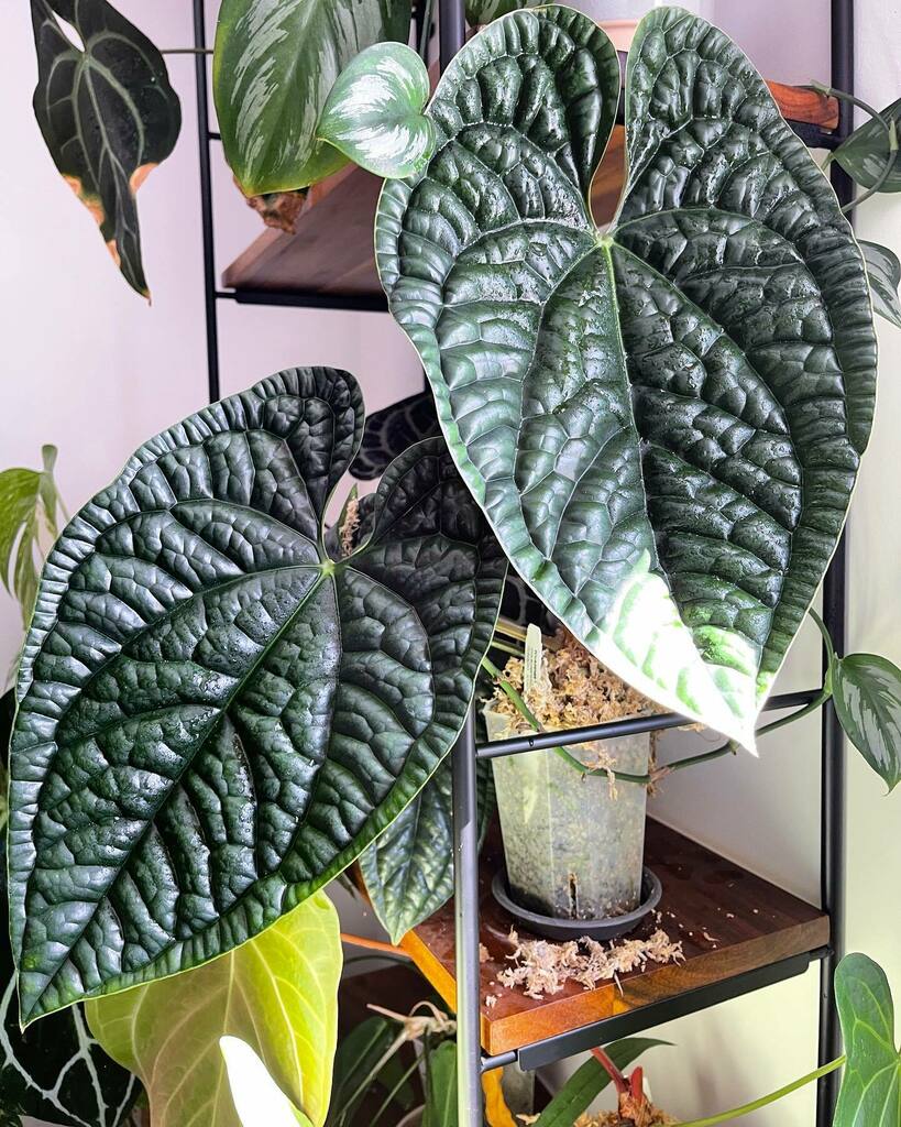 PrinciplePlant's tweet photo. Luxury #anthuriumsanonymous #anthuriummadness #allaboutanthuriums #anthuriumcollection #leaftexture #ihaveathingforfoliage #ihaveathingforanthuriums #plantaddict #plantsofinstagram #plantstagram #plantcommunity #plantsmakepeoplehappy #anthuriumluxurians https://t.co/MiGG5S9L6a https://t.co/xSeCsktzhX