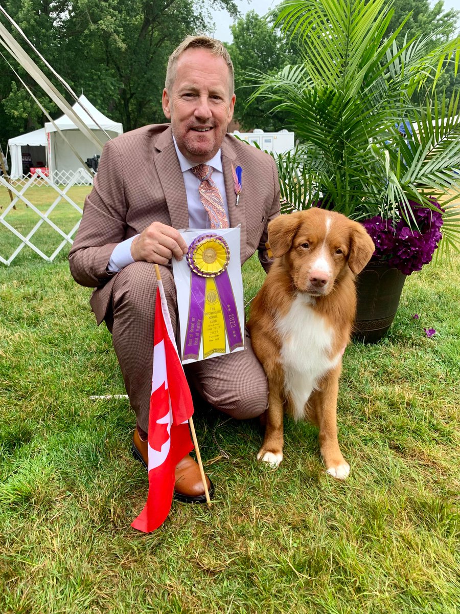 CKC4thedogs's tweet photo. Congratulations! We are so proud! 
Award: Best of Breed
Name: CH ROANEDEN'S DREAM CATCHER 
Breed: Nova Scotia Duck Tolling Retriever 
Owners: Stephanie Chaloux &amp; Simon Robin &amp; Gilles Chaloux &amp; C Jones
Breeder: Christine A. Jones  
Handlers: Emily and Graeme Burdon https://t.co/4F9Kbw9Teh