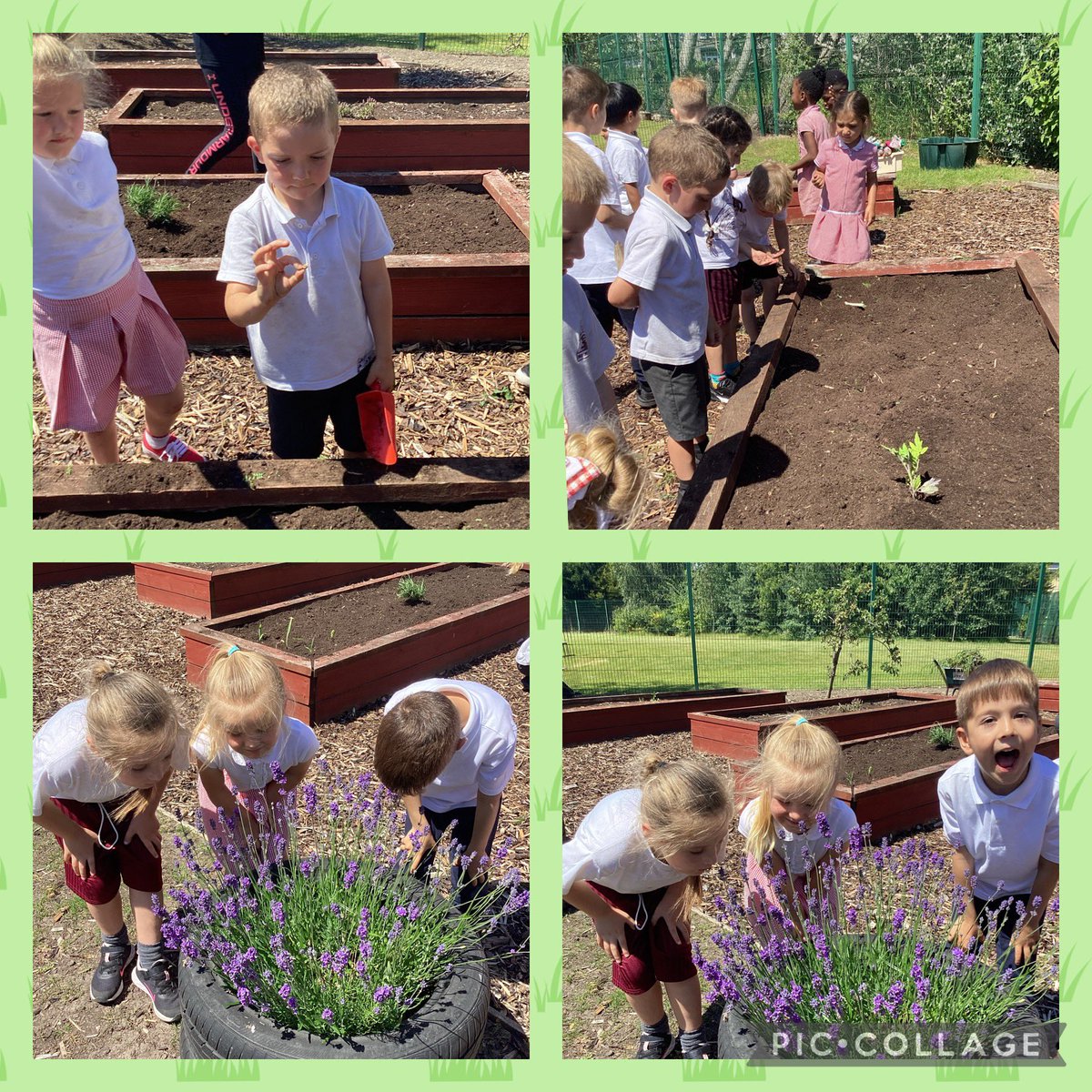 MissFlanaganMLP's tweet photo. We absolutely loved visiting our allotment today! We pulled out weeds from our patch, planted tomatoes, peppers, peas and flowers 🍅🫑🌸 then watered the soil with the hose! We can’t wait to watch them grow 😃 @MissMyersMLP @MissKLeeMLP @MrsThomasMLP @MabLanePri 🌈 https://t.co/l3ygZRQthL