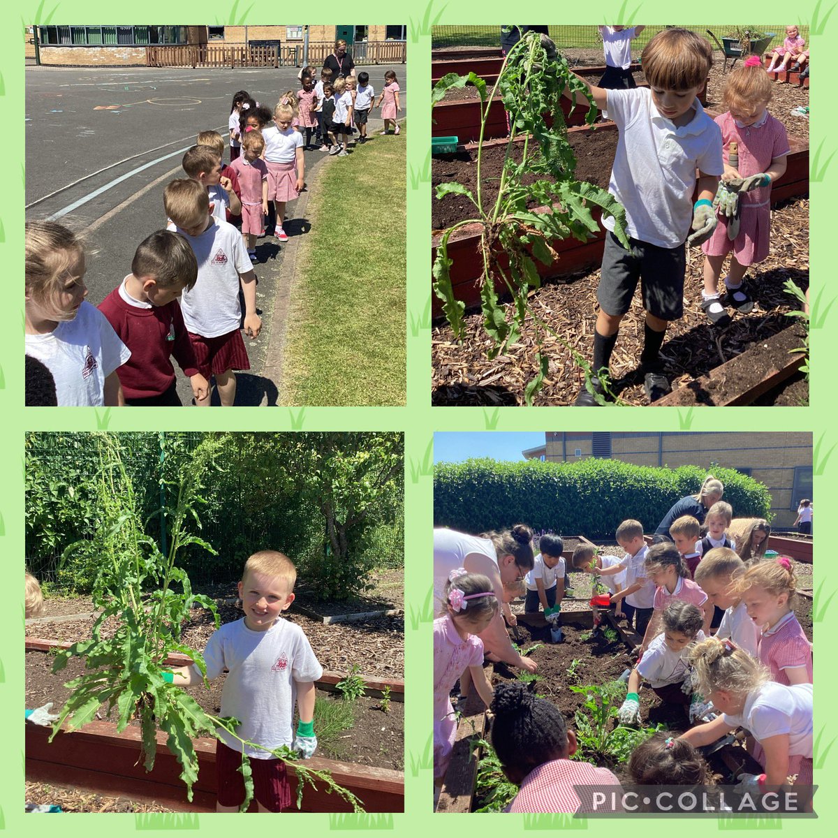 MissFlanaganMLP's tweet photo. We absolutely loved visiting our allotment today! We pulled out weeds from our patch, planted tomatoes, peppers, peas and flowers 🍅🫑🌸 then watered the soil with the hose! We can’t wait to watch them grow 😃 @MissMyersMLP @MissKLeeMLP @MrsThomasMLP @MabLanePri 🌈 https://t.co/l3ygZRQthL