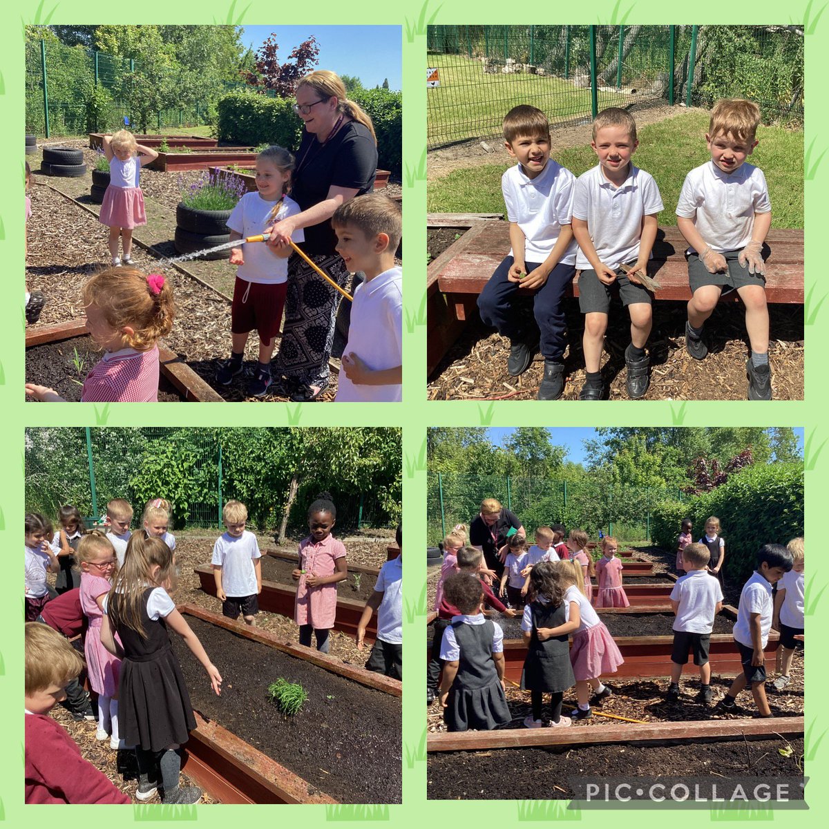 MissFlanaganMLP's tweet photo. We absolutely loved visiting our allotment today! We pulled out weeds from our patch, planted tomatoes, peppers, peas and flowers 🍅🫑🌸 then watered the soil with the hose! We can’t wait to watch them grow 😃 @MissMyersMLP @MissKLeeMLP @MrsThomasMLP @MabLanePri 🌈 https://t.co/l3ygZRQthL